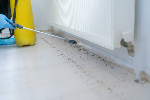 Best Best Pest Control Companies  in Mount Rainier, MD