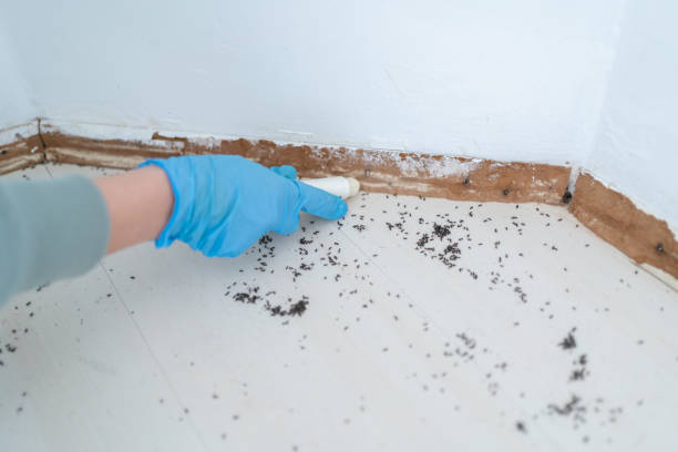 Best Pest Removal Services  in Mount Rainier, MD